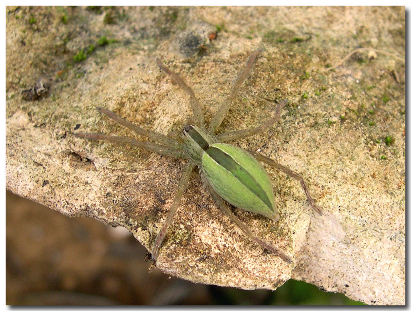 Due ragni (Micrommata sp.)  nella Sicilia meridionale